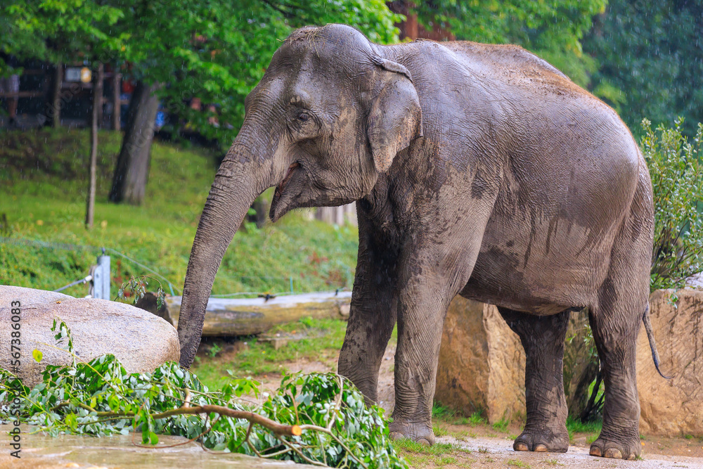Naklejka premium The elephant during the rain. Background with selective focus and copy space