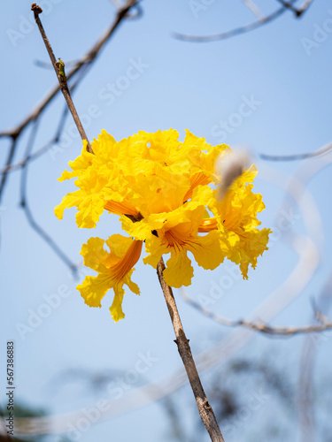 yellow flowers on a tree