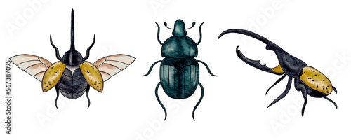 watercolor illustration insects. Bugs. Isolated elements. Watercolor set of beetles insect. Watercolor beetle.  © alexandra nova