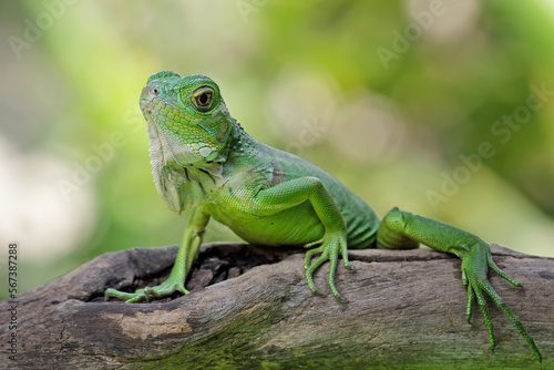 baby green iguana on a branch, iguana on a tree, animals close up