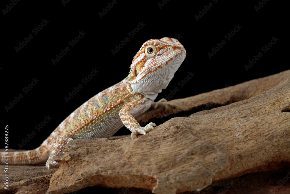 Fototapeta premium bearded dragon sitting on wood, cute lizard on black background, animals closeup