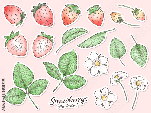 水彩風いちごの主線ありパーツイラスト　白フチシール風ベクター素材