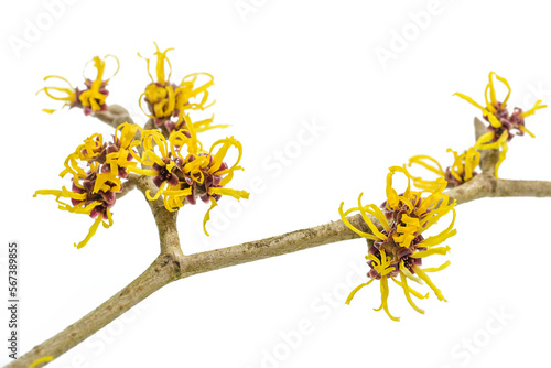 Yellow flowers on a blooming witch hazel branch (Hamamelis) isolated on a white background, medicinal plant used for skin care cosmetics, copy space, selected focus
