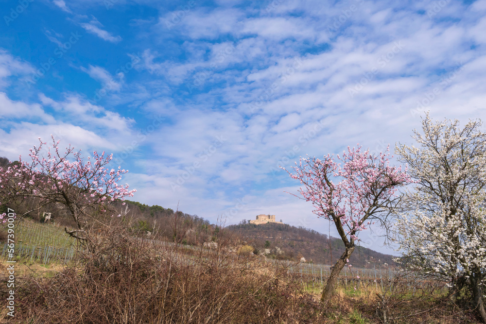 Blossoming almond trees and a sloe bush in Rhineland-Palatinate/Germany on a sunny spring day with the Hammbach Castle in the background Blossoming almond trees and a sloe bush in Rhineland-Palatinate/Germany on a sunny spring day with the Hammbach Castle in the background