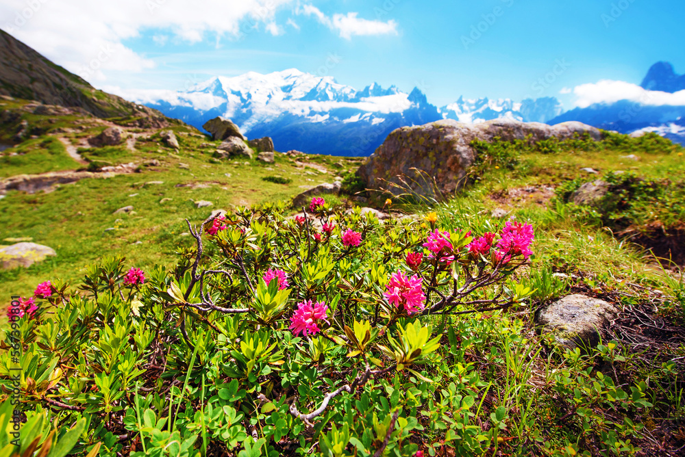 Rhododendron flowers against the backdrop of Mont Blanc in the French Alps, Europe. La Blanc