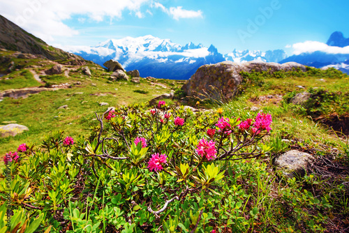 Obraz na płótnie Rhododendron flowers against the backdrop of Mont Blanc in the French Alps, Europe. La Blanc w salonie