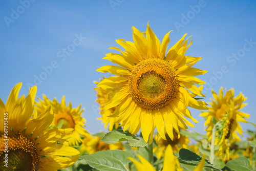Wallpaper Mural Shiny yellow sunflower stand against blue bright sky background on sunny day in summer Torontodigital.ca
