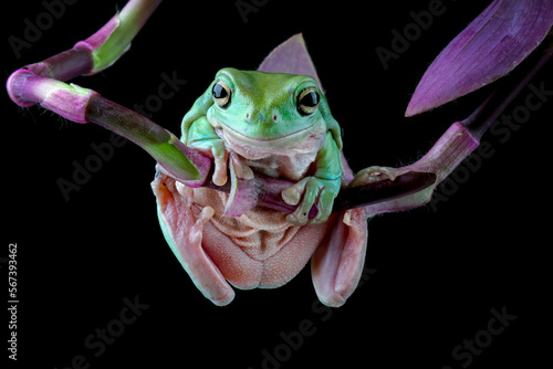 Dumpy frog on branch, tree frog front view on branch, litoria caerulea, animals closeup