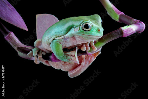 Dumpy frog on branch, tree frog side view on branch, litoria caerulea, animals closeup