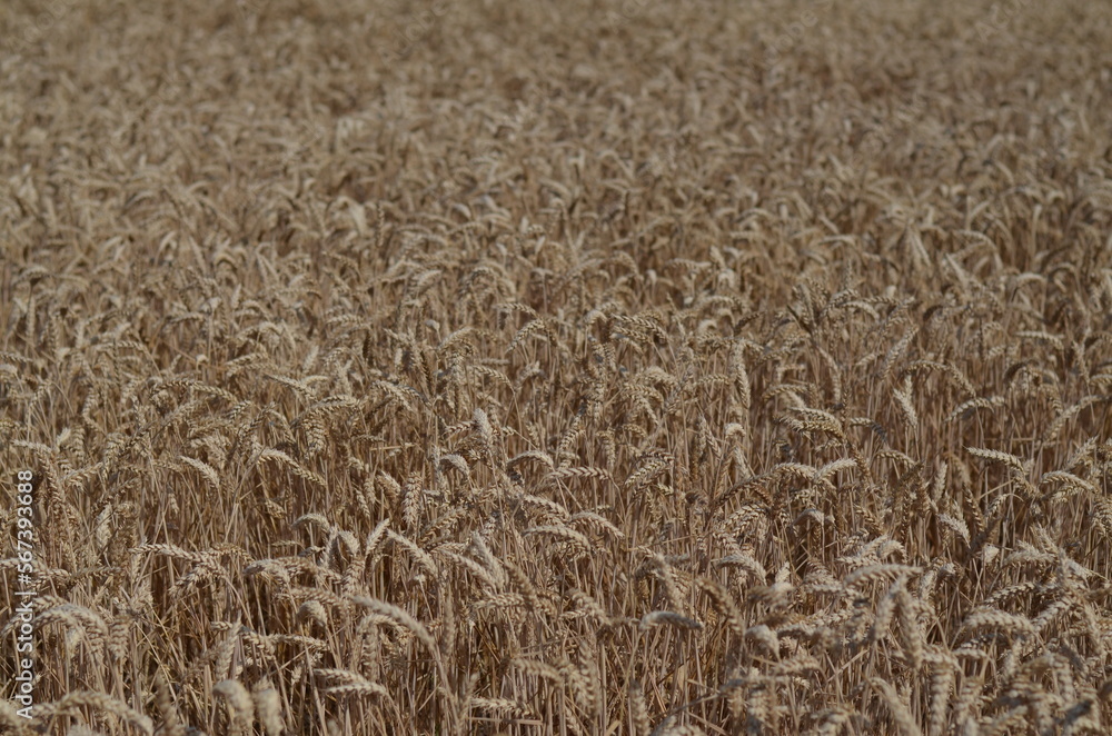 Field of wheat of golden colour Field of wheat of golden colour