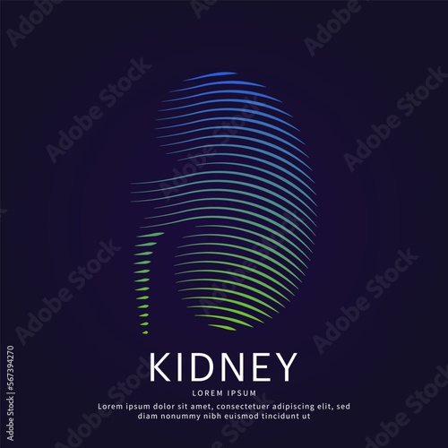 Human kidney medical structure. Creative Vector logo kidney color silhouette on a dark background. Urology vector design - EPS 10