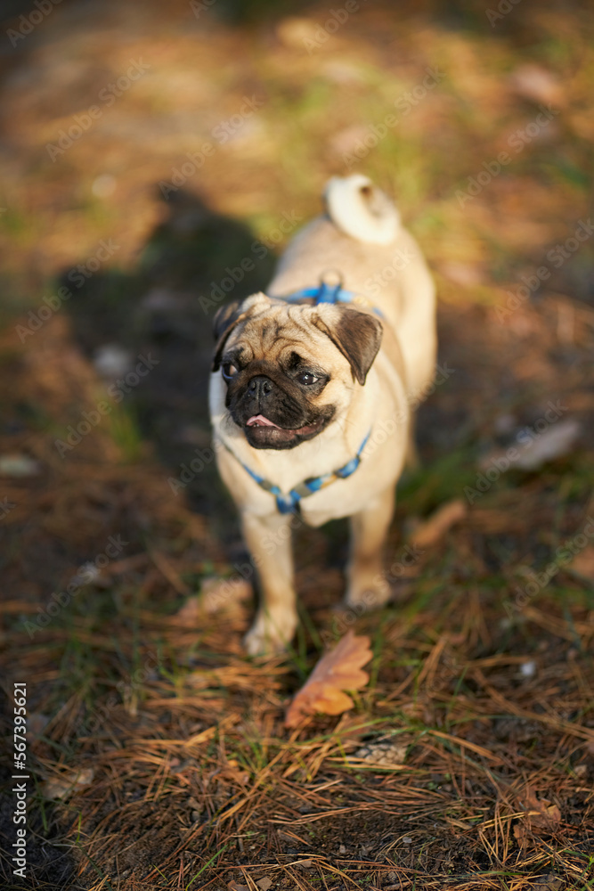 The dog walks in nature. Portrait of a young pug close-up. Pet protection concept. 