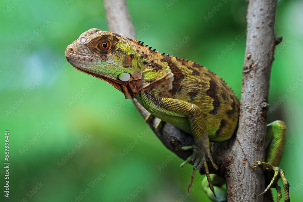 baby red iguana on a branch, iguana on a tree, animals close up baby red iguana on a branch, iguana on a tree, animals close up