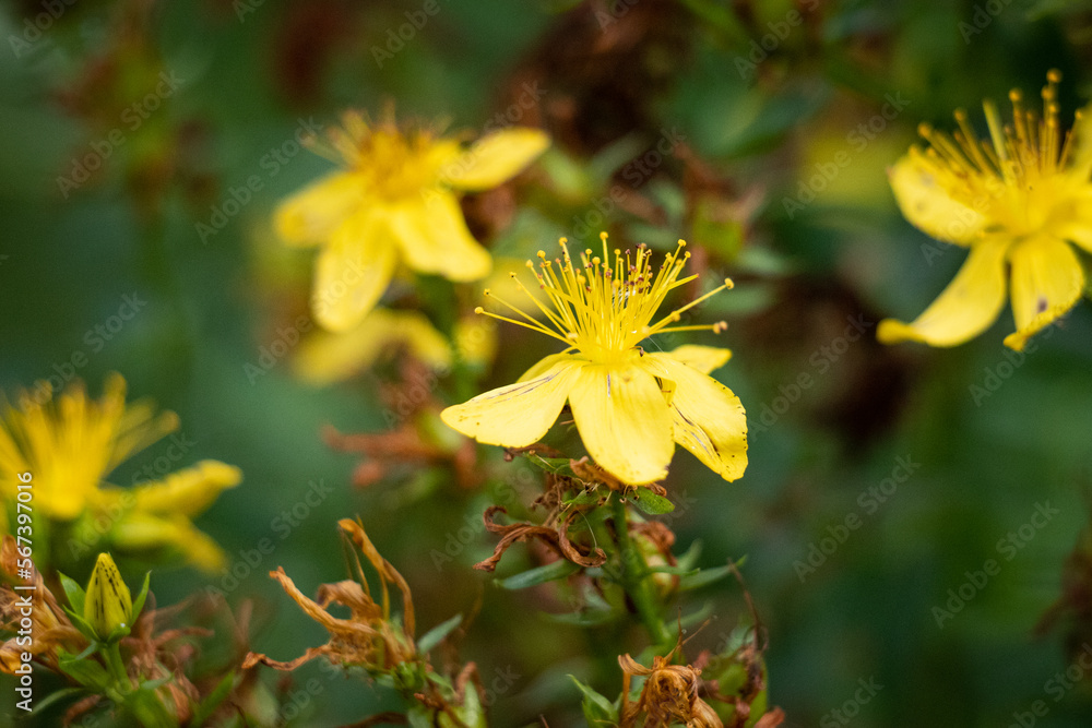 Obraz premium Small Yellow Flower With High Stamens on Bush