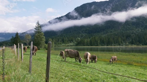 Troupeau de vaches qui broutent au bord d'un lac - Pillersee, autrriche photo