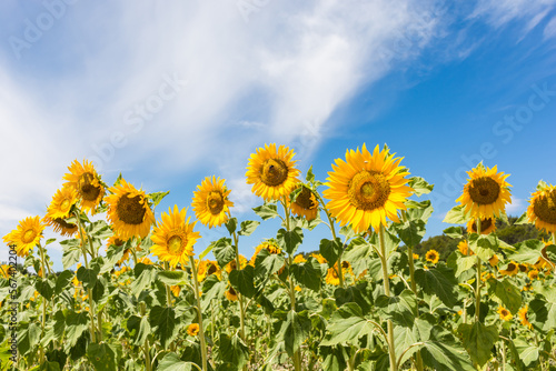 Scenic view of sunflower field in summer against blue sky