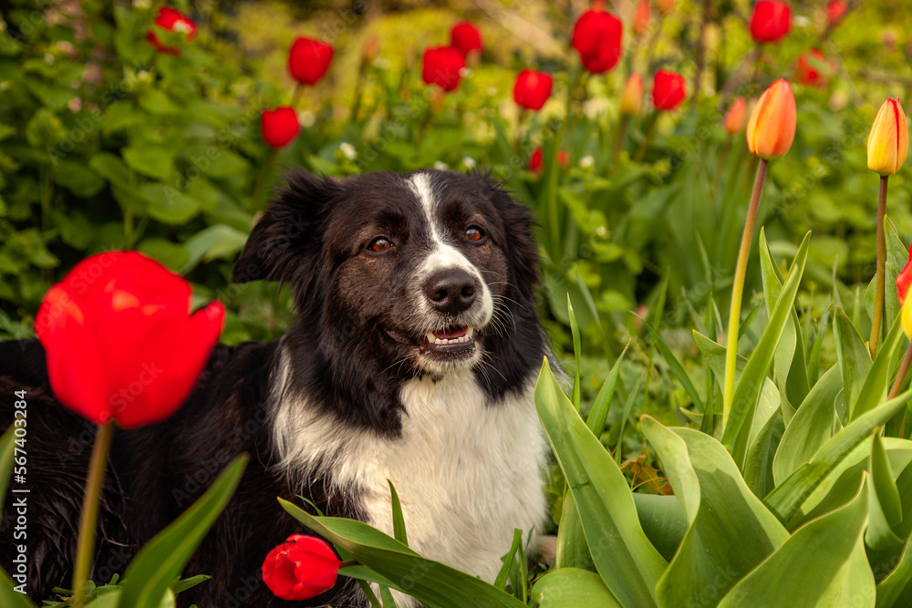 Fototapeta premium Beautiful female Border Collie in flowers, red tulips in the garden.