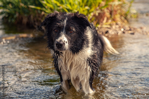 Portrait of a wet Border Collie in the water on a sunny day. © Gerard