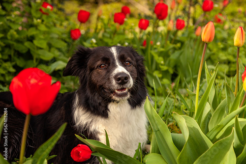 Beautiful female Border Collie in flowers, red tulips in the garden. © Gerard