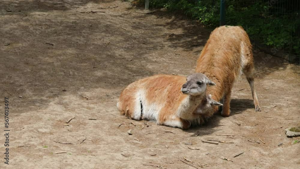 Two guanaco lamas playfully bite and butt each other