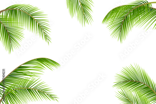 split coconut leaves on a white background