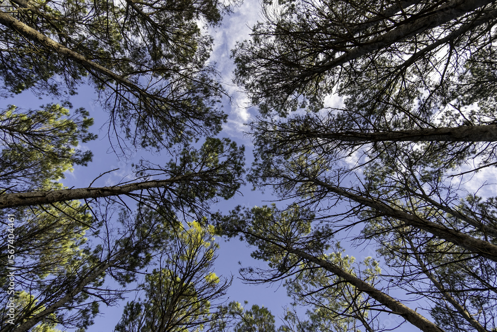 Fototapeta premium Tree perspective in nature