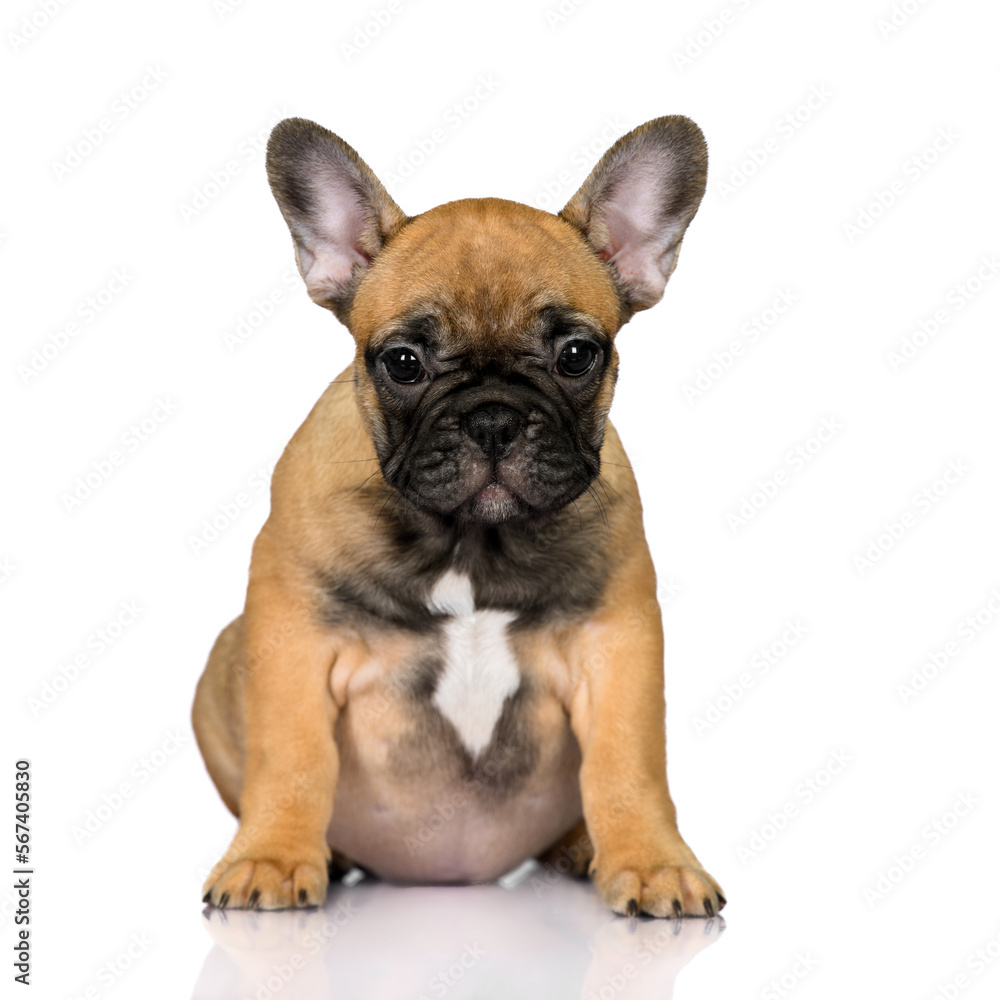 cute red french bulldog puppy sitting on white background