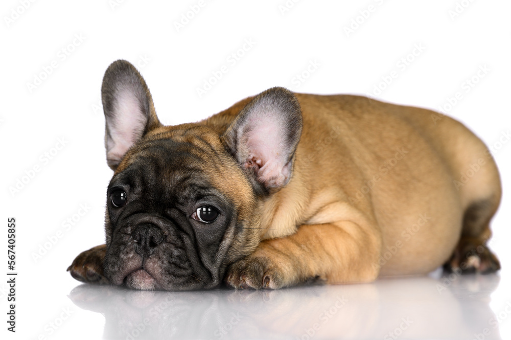 adorable red french bulldog puppy lying down, isolated on white background