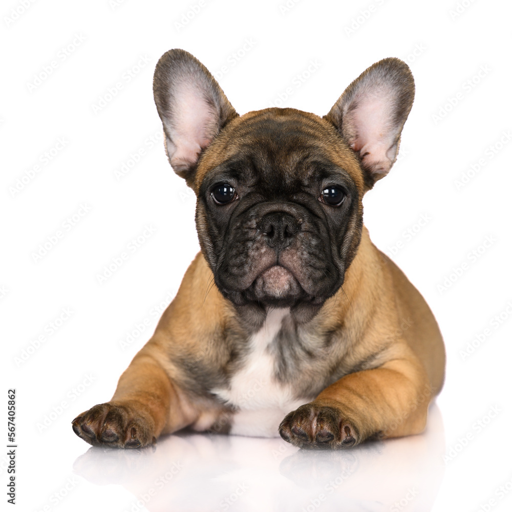 red french bulldog puppy lying down on white background