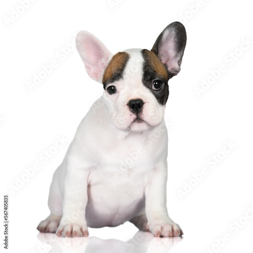adorable white french bulldog puppy sitting on white background