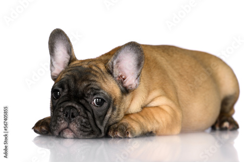adorable red french bulldog puppy lying down, isolated on white background © otsphoto