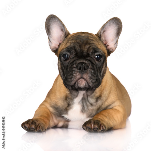 red french bulldog puppy lying down on white background