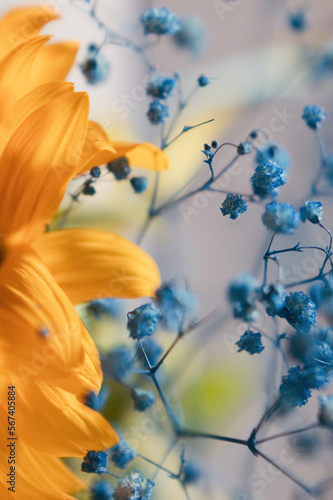 Yellow and blue flowers symbol Ukraine