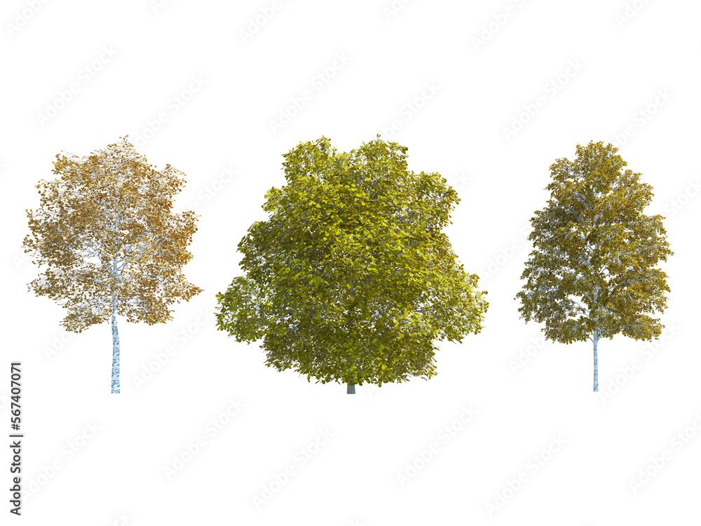 Obraz premium Birch Tree Chestnut European White Birch tree set png alpha channel