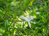 White flower of Magnolia stellata, sometimes called the star magnolia. Natural spring background with flowers in bloom.