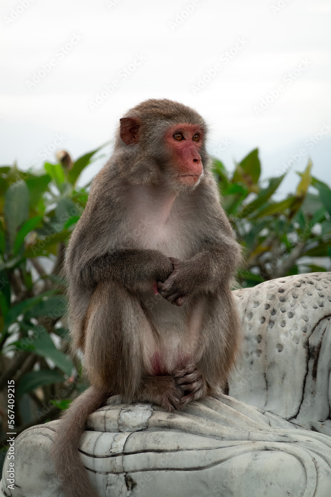 singe macaque sauvage en liberté autour du temple de Lady Buddha à Da Nang au Vietnam.