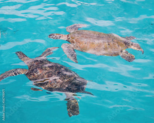 Turtles swimming in a crystal clear sea in Redang, Malaysia.