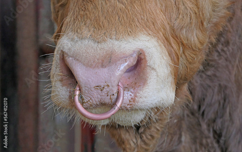 Red Limousine Bull with a ring in nose in shed on a farm
