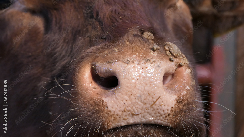 Cow with warts caused by an infectious and contagious virus bovine papilloma virus BPV in Cattle shed - obrazy, fototapety, plakaty 
