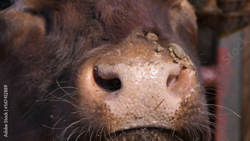 Cow with warts caused by an infectious and contagious virus bovine papilloma virus BPV in Cattle shed