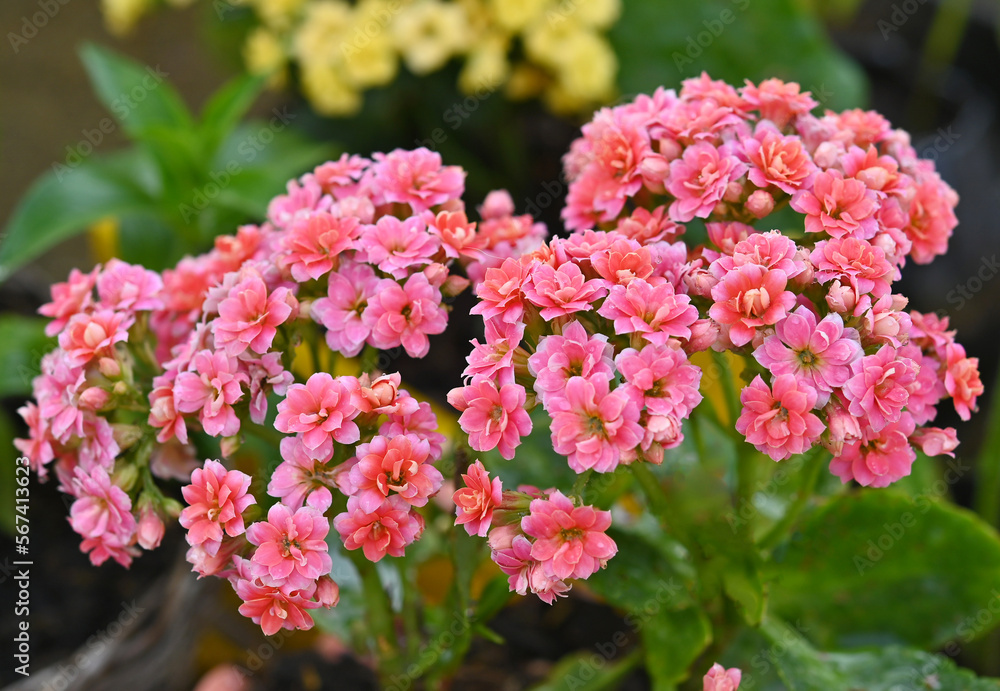 Obraz premium kalanchoe blossfeldiana pink flowering in garden.