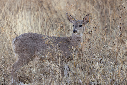 Cse Whitetail Deer Doe in the Chiricahua Mountains Arizona