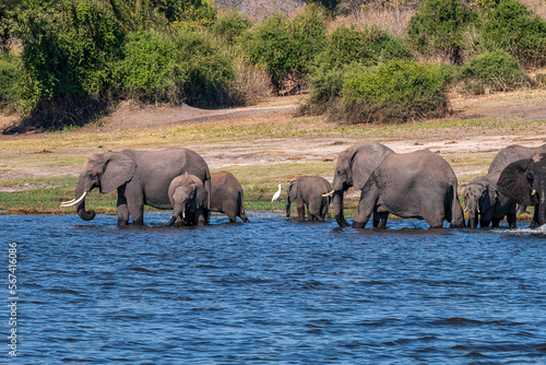 Family of African elephants drinking at a waterhole in Chobe national park.