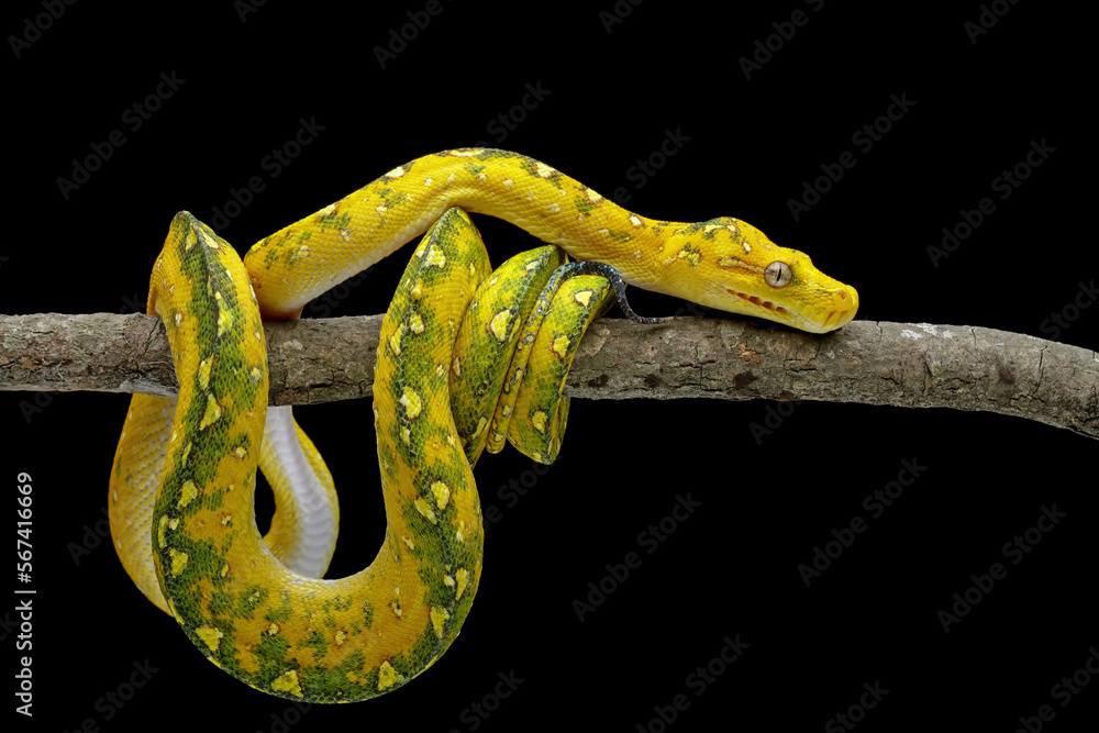 Green tree python on branch with black background, non venomous snake ...