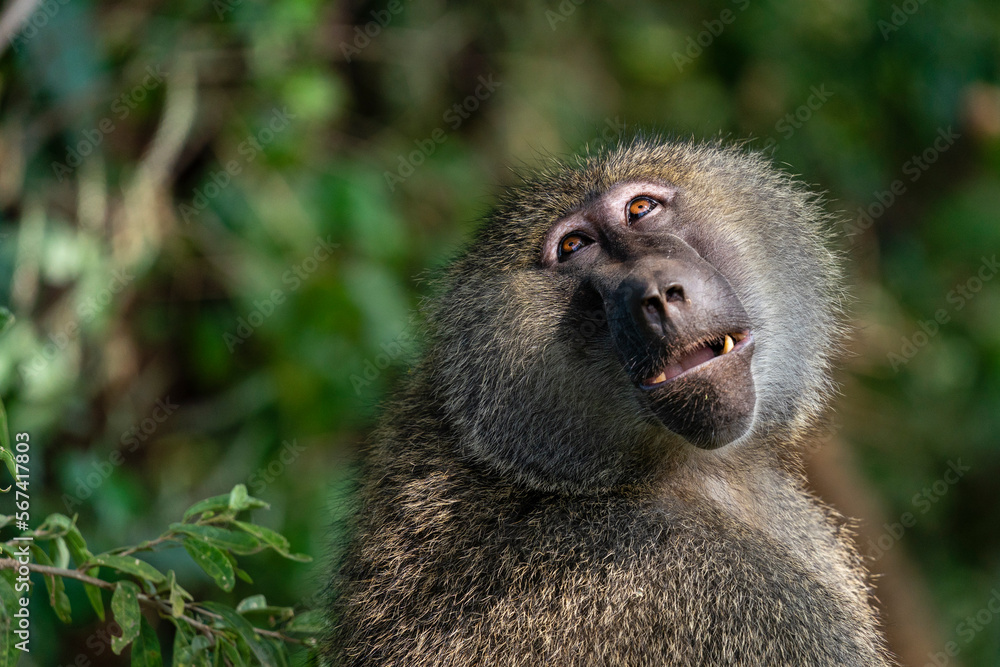 Olive Baboon (Papio anubis), Lake Manyara National Park, Tanzania, East Africa, Africa Olive Baboon (Papio anubis), Lake Manyara National Park, Tanzania, East Africa, Africa