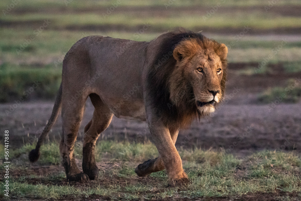 Lion (Panthera leo), Ndutu Conservation Area, Serengeti, Tanzania, East Africa, Africa Lion (Panthera leo), Ndutu Conservation Area, Serengeti, Tanzania, East Africa, Africa