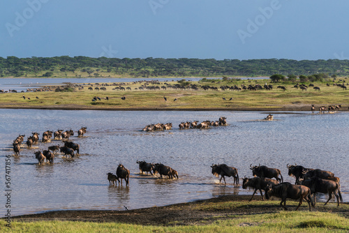 Blue wildebeest (Connochaetes taurinus) crossing Lake Ndutu, Ndutu Conservation Area, Serengeti, Tanzania, East Africa, Africa photo