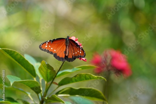 Butterfly on a Flower