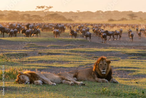 Two male lions (Panthera leo) resting while wildebeest (Connochaetes taurinus) gather for drinking, Serengeti, Tanzania, East Africa, Africa photo