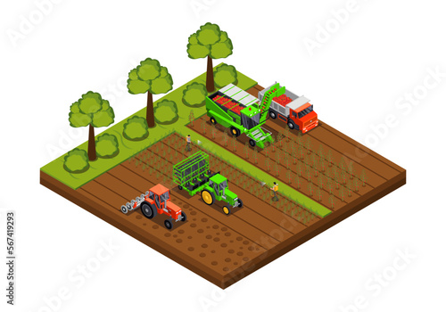Harvesters Gathering Tomatoes Composition